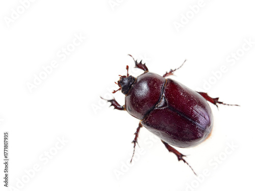 Reddish beetle on a white background. Lesser rhinoceros beetle (Phyllognathus excavatus)