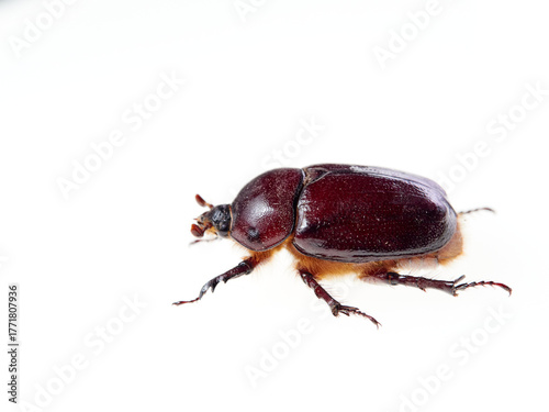 Reddish beetle on a white background. Lesser rhinoceros beetle (Phyllognathus excavatus)