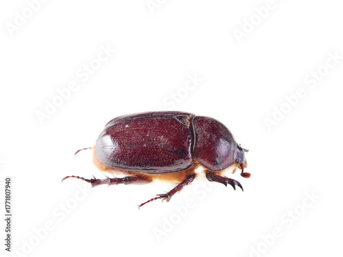 Reddish beetle on a white background. Lesser rhinoceros beetle (Phyllognathus excavatus)