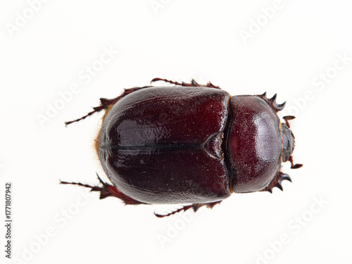 Reddish beetle on a white background. Lesser rhinoceros beetle (Phyllognathus excavatus)