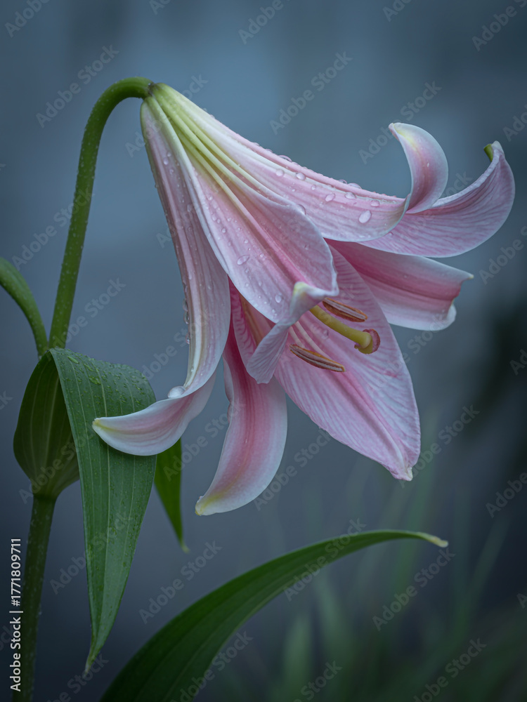Naklejka premium Delicate pink lily flower with water droplets on petals, soft focus background