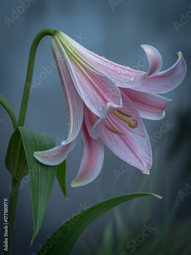 Delicate pink lily flower with water droplets on petals, soft focus background