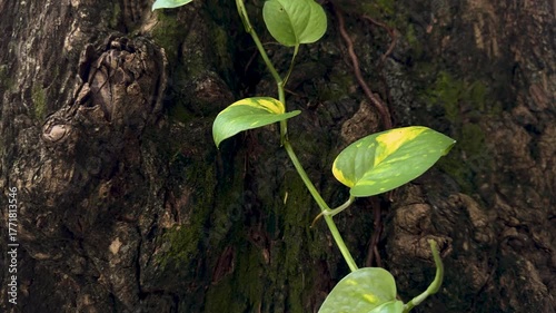 Tronco con hojas y musgo