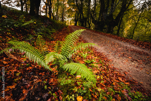 Helecho sobre camino otoñal