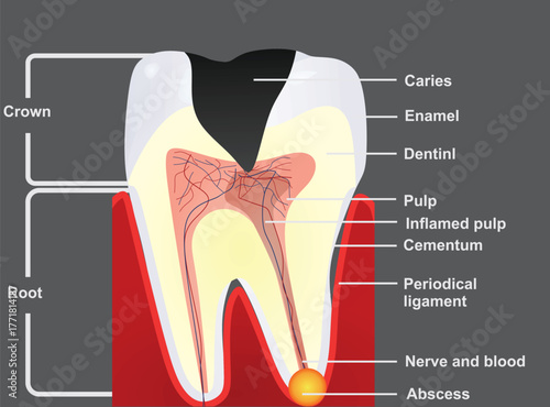 Isolated teeth structure. vector illustration	