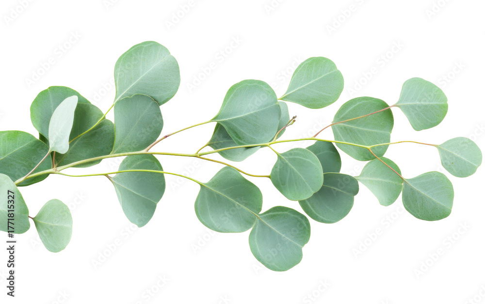 Obraz premium Green eucalyptus leaves on white background.png