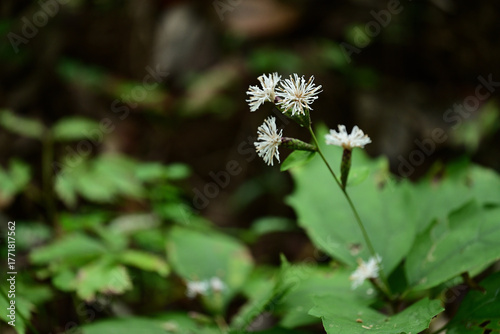 秋の野草　コウヤボウキの白い花