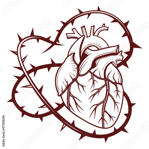 Anatomical heart wrapped in thorns