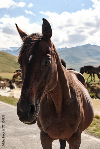 a horse in the pasture
