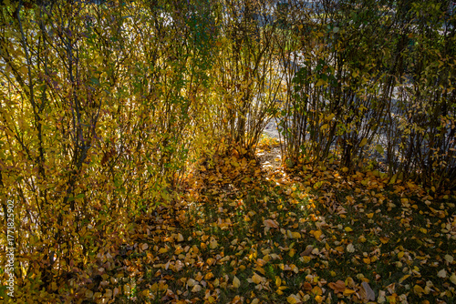 Fallen leaves and shrubs during the start of the autumnal season