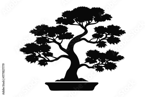 Elegant Bonsai Silhouette: A graceful bonsai tree, artfully sculpted and presented in a decorative pot, stands as a testament to the art of patience and the beauty of miniature landscapes.