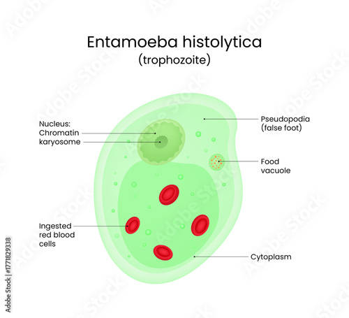 Entamoeba histolytica Trophozoite Anatomy Diagram