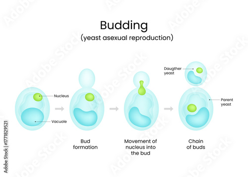 Yeast Budding Stages of Asexual Reproduction