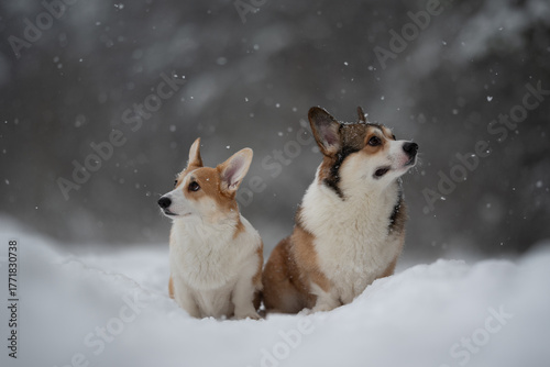 Photography Two adult Pembroke Welsh Corgi dogs sit side-by-side in deep snow