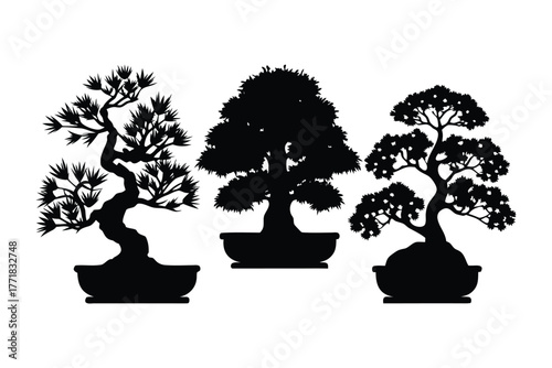 Tranquil Bonsai Trio: Three miniature bonsai trees, each showcasing unique form and style, stand in their pots against a simple backdrop, inviting contemplation and serenity.