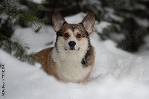 A Pembroke Welsh Corgi dog stands in deep snow under evergreen trees. The Corgi has white, brown, and black fur and looks directly at the viewer in a park environment
