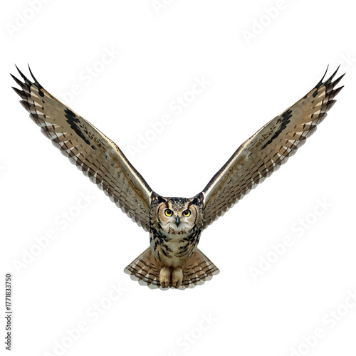 owl isolated on white background