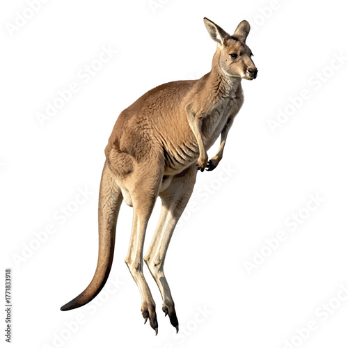 kangaroo with baby vector illustration