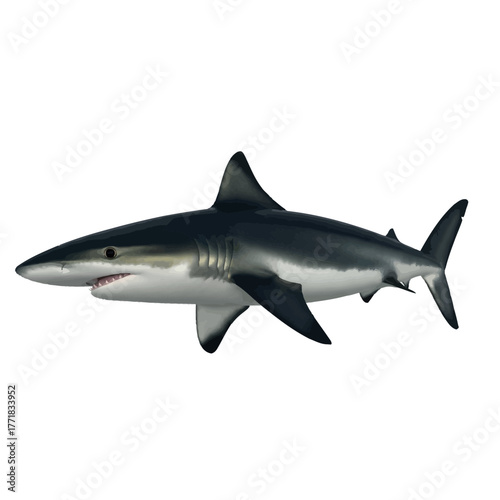 shark isolated on white background vector illustration