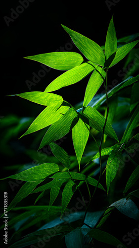 Wallpaper Mural Green leaves on a black background, close-up Torontodigital.ca