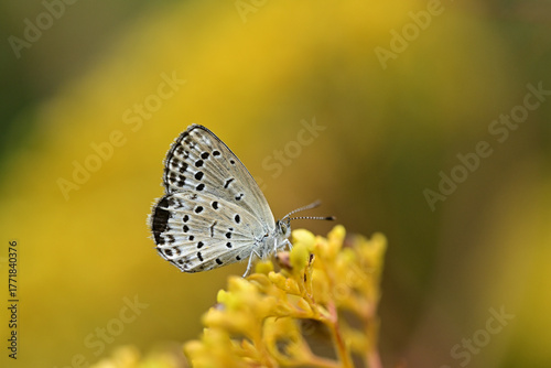 やわらかな光の中で翅を休めるヤマトシジミ