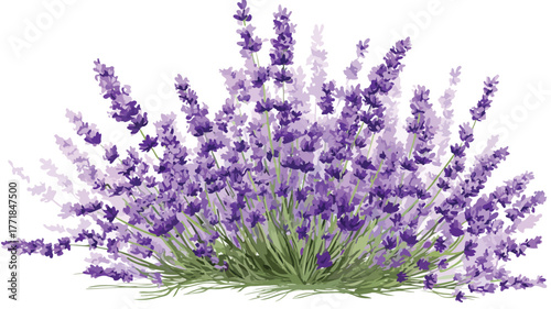 Elegant Lavender Flowers on White Background - Floral Photography