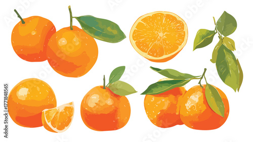 Vibrant Collection of Fresh Oranges and Sliced Oranges in a Creative Composition