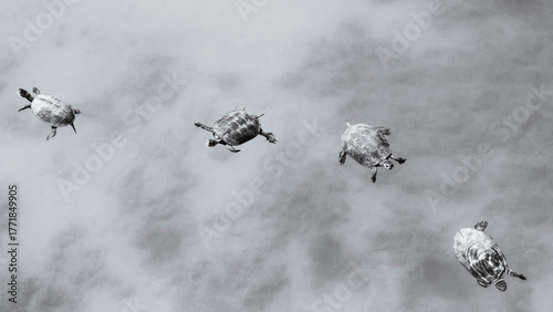Sky turtles