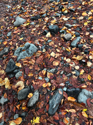 A ground covered with colorful autumn leaves and scattered rocks. The scene captures the essence of fall with a mix of orange, yellow, and brown foliage.