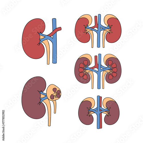 Human kidney anatomy organs medical urology illustration system