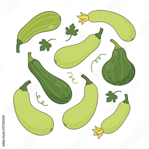 Zucchini and squash vegetables with leaves and flowers graphic illustration
