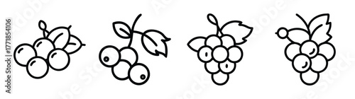 Hand drawn line art collection of four blackcurrant and grape clusters with leaves