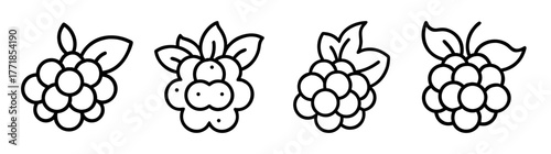 Four hand drawn cloudberry fruits with leaves stylized line art for design projects