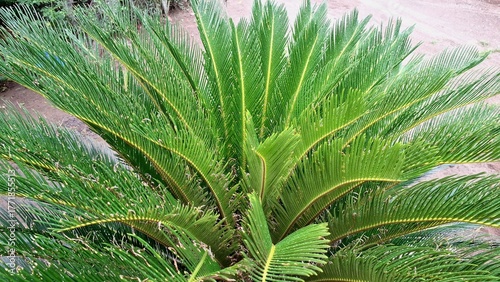 Tropical Green Cycas Revoluta Palm Leaves in Sunlight, Nature Pattern Background for Eco-Themed Projects and Botanical Art