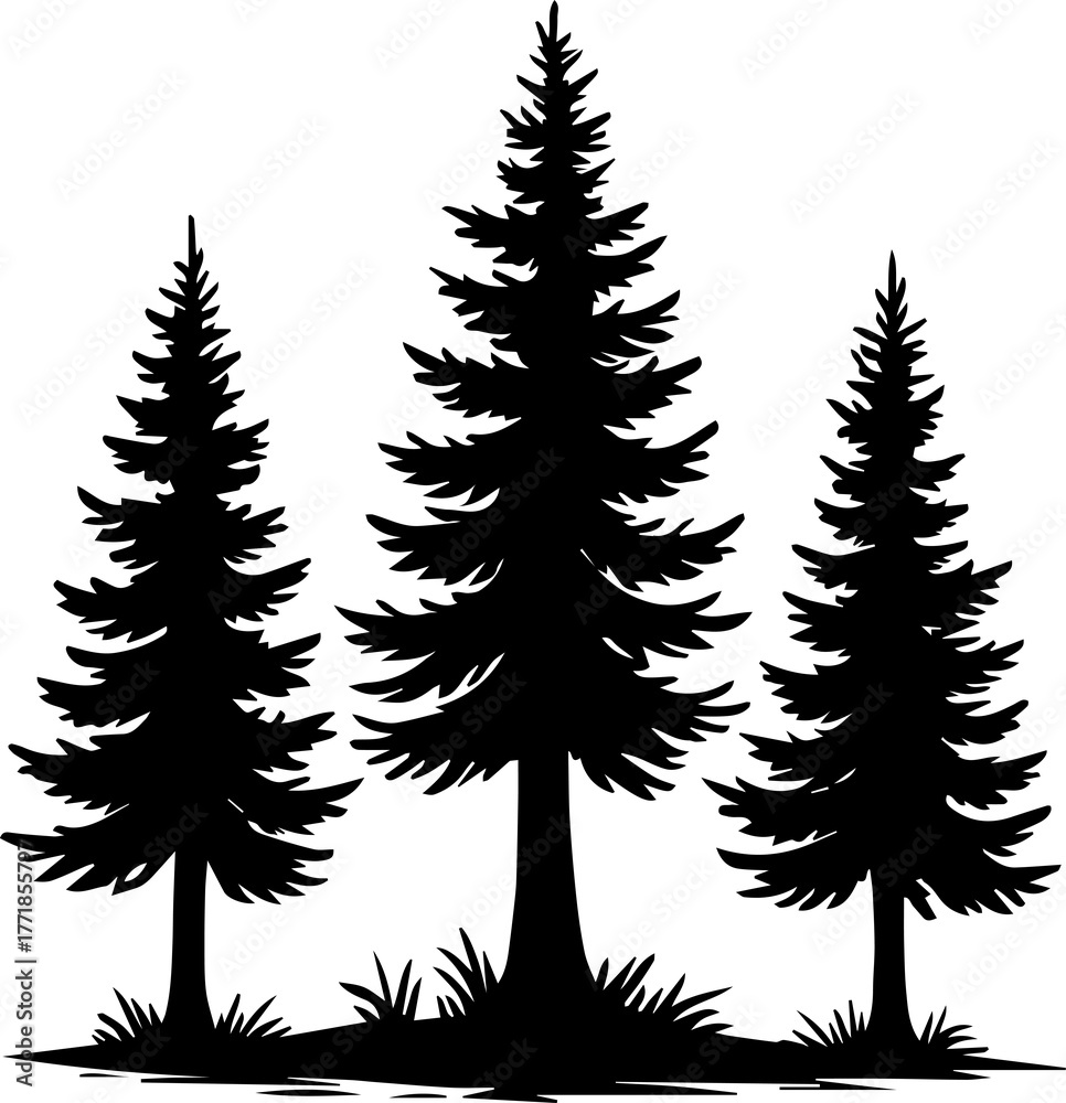 Obraz premium Silhouette of three tall evergreen pine trees with grass at their base
