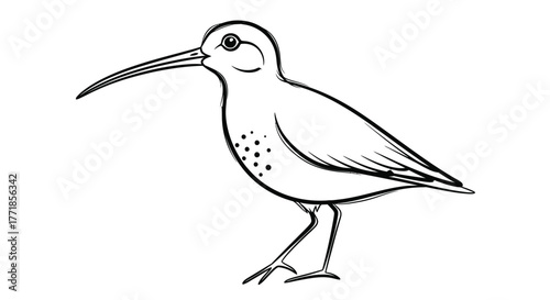 A simple line drawing of a curlew bird with its long beak and speckled chest.