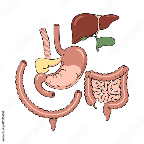 Human digestive internal organs anatomy illustration on white