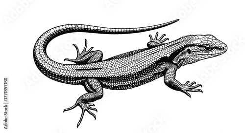 Detailed illustration of a lizard against a white background.