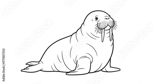 A line drawing of a walrus with large tusks resting on its belly against a white background.