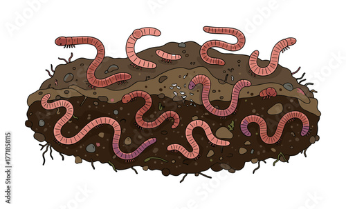 Earthworms are actively working in layers of soil and compost