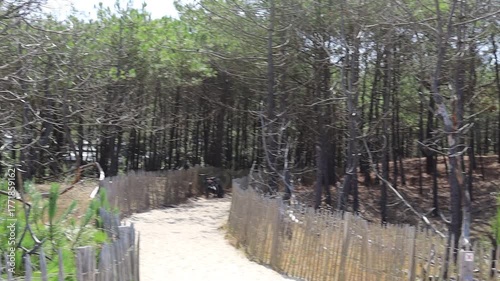 SENDERO LACANAU HASTA LA PLAYA. FRANCIA. EUROPA.