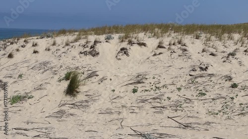 SENDERO LACANAU HASTA LA PLAYA. FRANCIA. EUROPA.