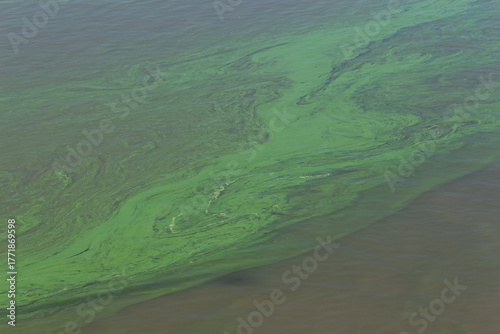 Green algae bloom spreads across the water's surface in coastal region