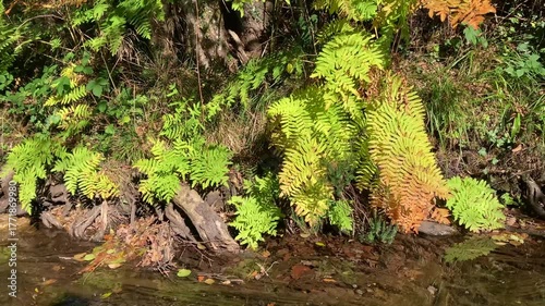 Royal fern plants (Osmunda regalis) on a riverbank