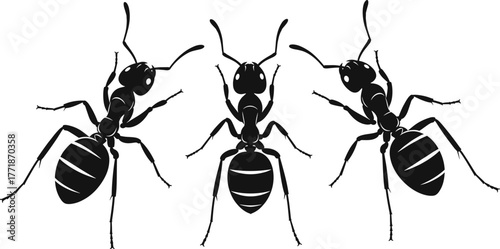 Detailed black silhouette of three ants walking together, isolated on white background, insect colony teamwork vector illustration for nature, wildlife, and biology concept design