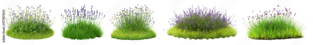 Obraz premium PNG Lush lavender bushes with grass, element set on transparent background