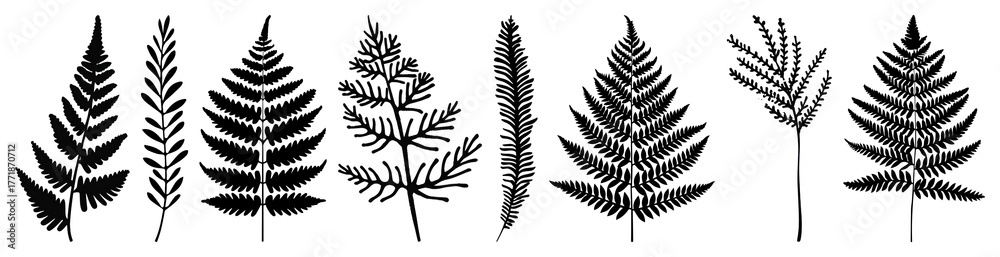 Obraz premium PNG Silhouettes of various fern leaves, element set on transparent background