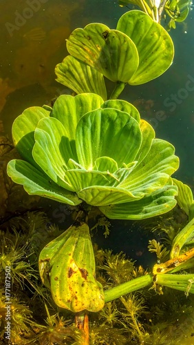 Water Lettuce Floating in a Pond - A Close-Up View.