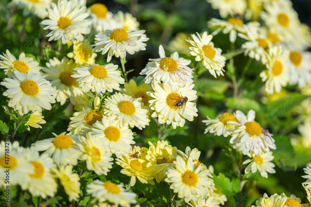 Fototapeta premium background of beautiful chrysanthemums