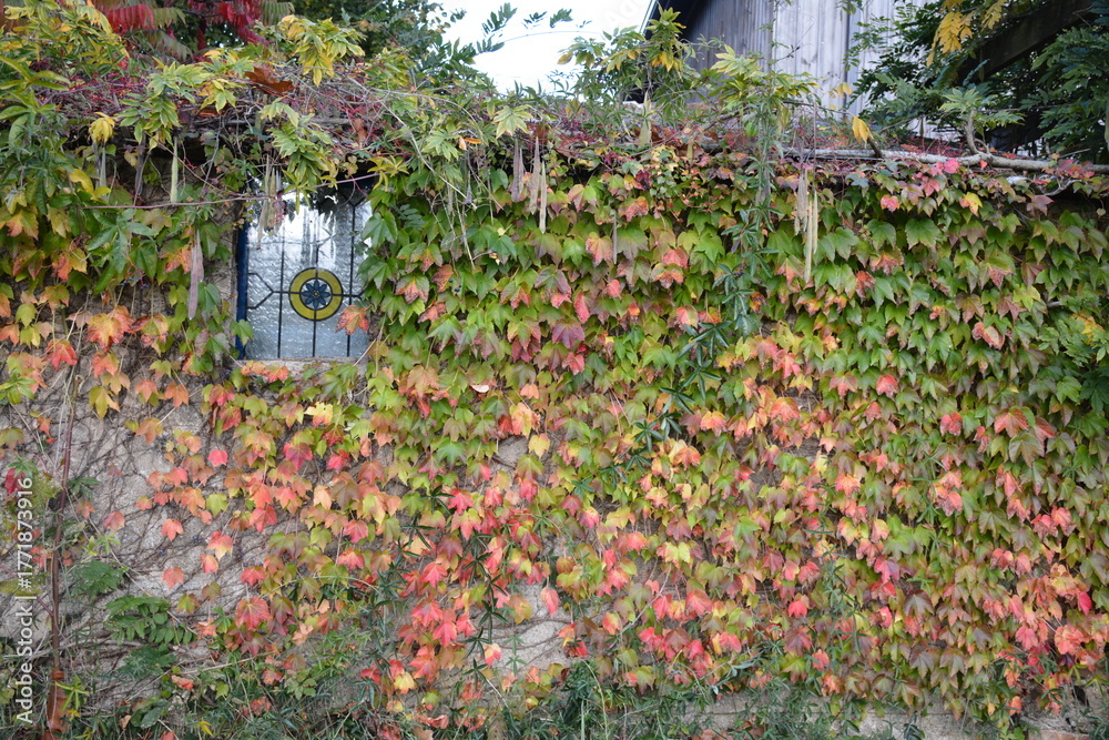 Fototapeta premium Fenêtre décorative embélie d'un feuillage décoratif de vigne vierge au couleur d'automne